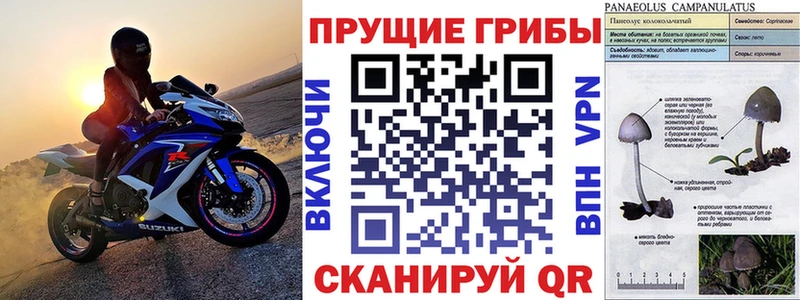 наркошоп  даркнет какой сайт  Галлюциногенные грибы Psilocybe  Черепаново 
